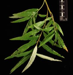 Salix viminalis. Foliage.
 Image: D. Glenny © Landcare Research 2020 CC BY 4.0